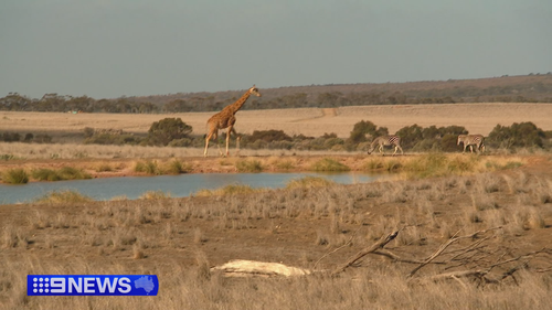South Australia has expanded its tourism offerings with a new $40 million African-themed safari resort about to open.