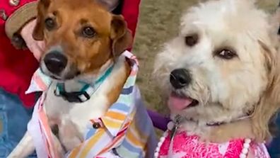 Meyers Pet Care used these dogs to recreate the Barbie movie poster