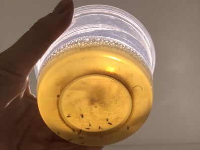 How to get rid of fruit flies using DIY method