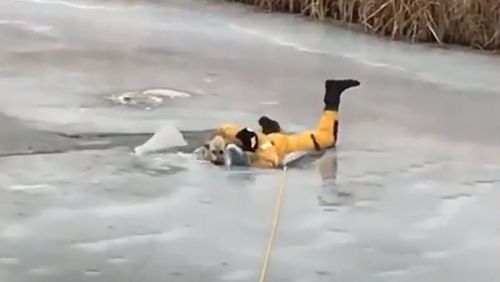 The ice breaks beneath the firefighter as he tries to help the stranded dog.