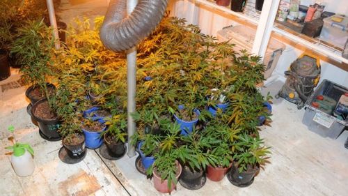 A hydroponic set-up was also allegedly found on the property.