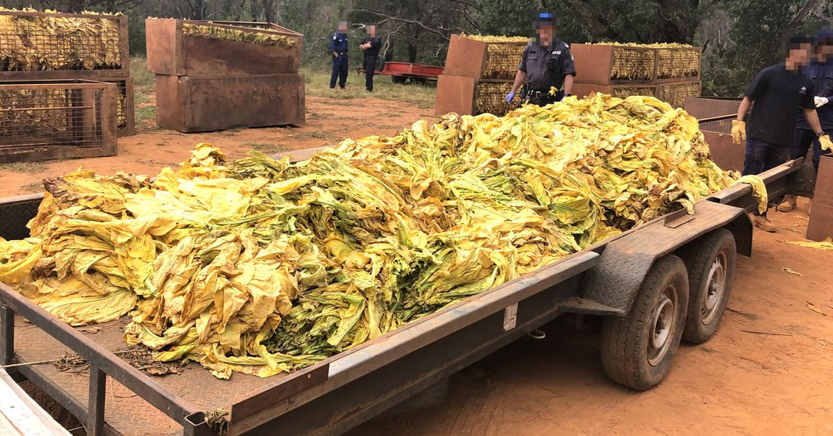 The clues that could reveal illegal tobacco farms