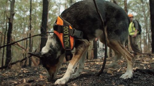 The pup is a specially trained sniffer dog who can track the koalas' scents, primarily through their scat (droppings).
