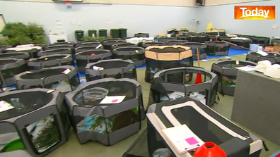 A local school's gym has been transformed into a koala triage unit. 