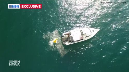 New shark vessels are being deployed at Ballina, Coffs Harbour, Port Macquarie and Sydney to﻿ respond to any attacks, to tag and track the creatures.
