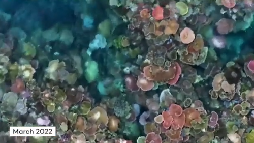 The coral on John Brewer Reef have turned vibrant shades of pink, orange, purple - but this is a sign it's under heat stress.