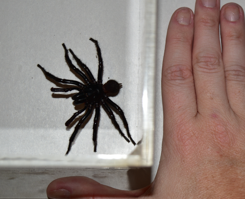 Colossus’ size compared to a human hand. (The Australian Reptile Park)