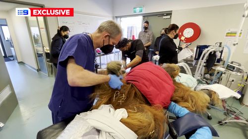 An orthopedic surgeon who is normally scrubbing up in Sydney's biggest hospitals has instead performed a back operation on an Orangutan at a zoo.
