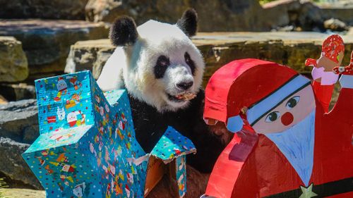 Female panda Fu Ni receives festive treats at Adelaide Zoo. (AAP)