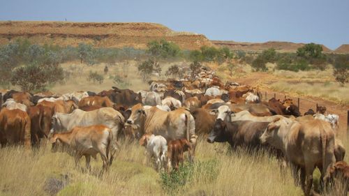 Cattle on the Yougawalla Station in the Kimberly region. (Yougawalla &amp; Bulka Stations/ Facebook)