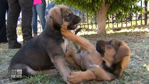 Les deux chiots sont 