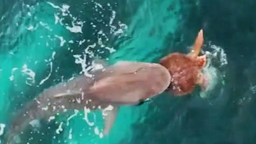 A turtle's terrifying encounter with a hungry tiger shark has been captured off the coast of Ningaloo in Western Australia.