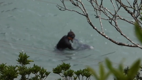 The calf was then pulled under a grey sheet where it was killed.