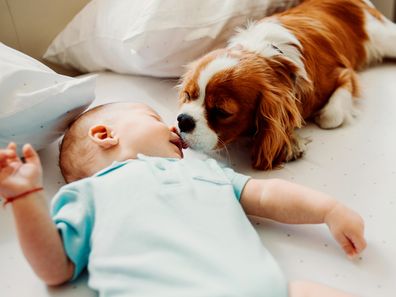 puppy giving a kiss on the nose of his best friend