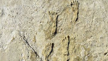 This undated photo made available by the National Park Service in September 2021 shows fossilised human fossilized footprints at the White Sands National Park in New Mexico. (NPS via AP)