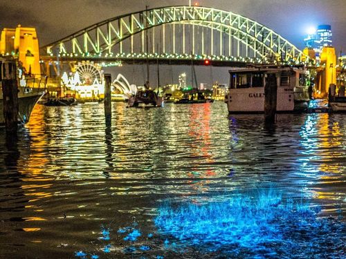 Bioluminescence lit up the waters of Sydney Harbour this week.