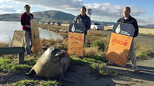 Seal which caused traffic standoff in California gives birth