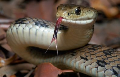 snake on plane recent flight