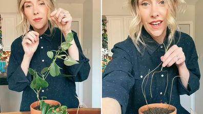 Indoor plant bendable stem hack TikTok