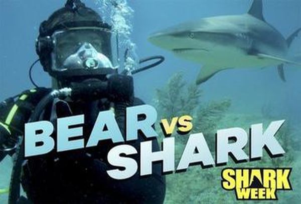Bear Vs Shark