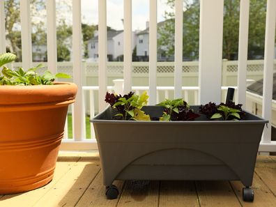 lettuce container gardening