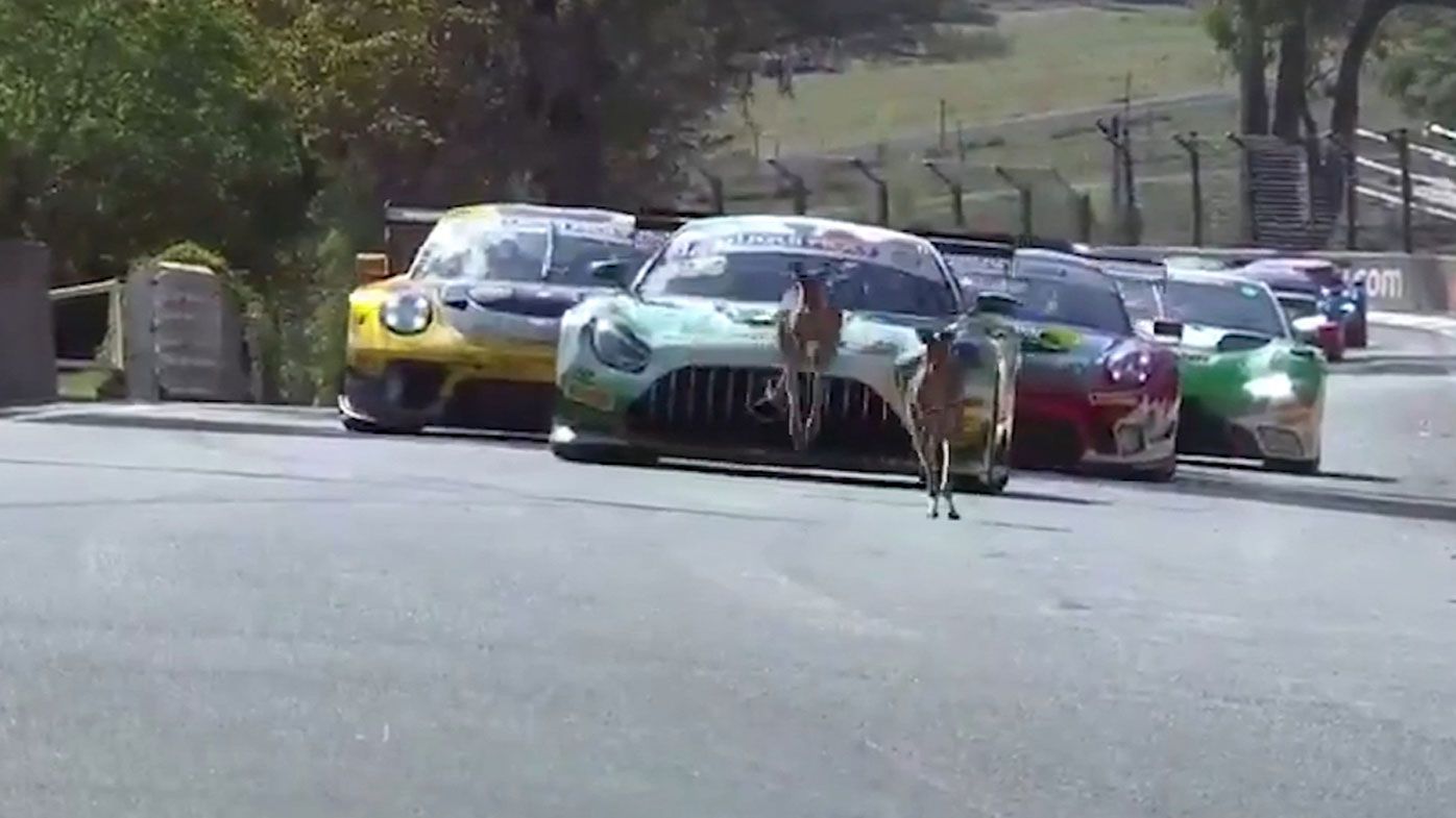 Kangaroos interrupt the Bathurst 12 Hour