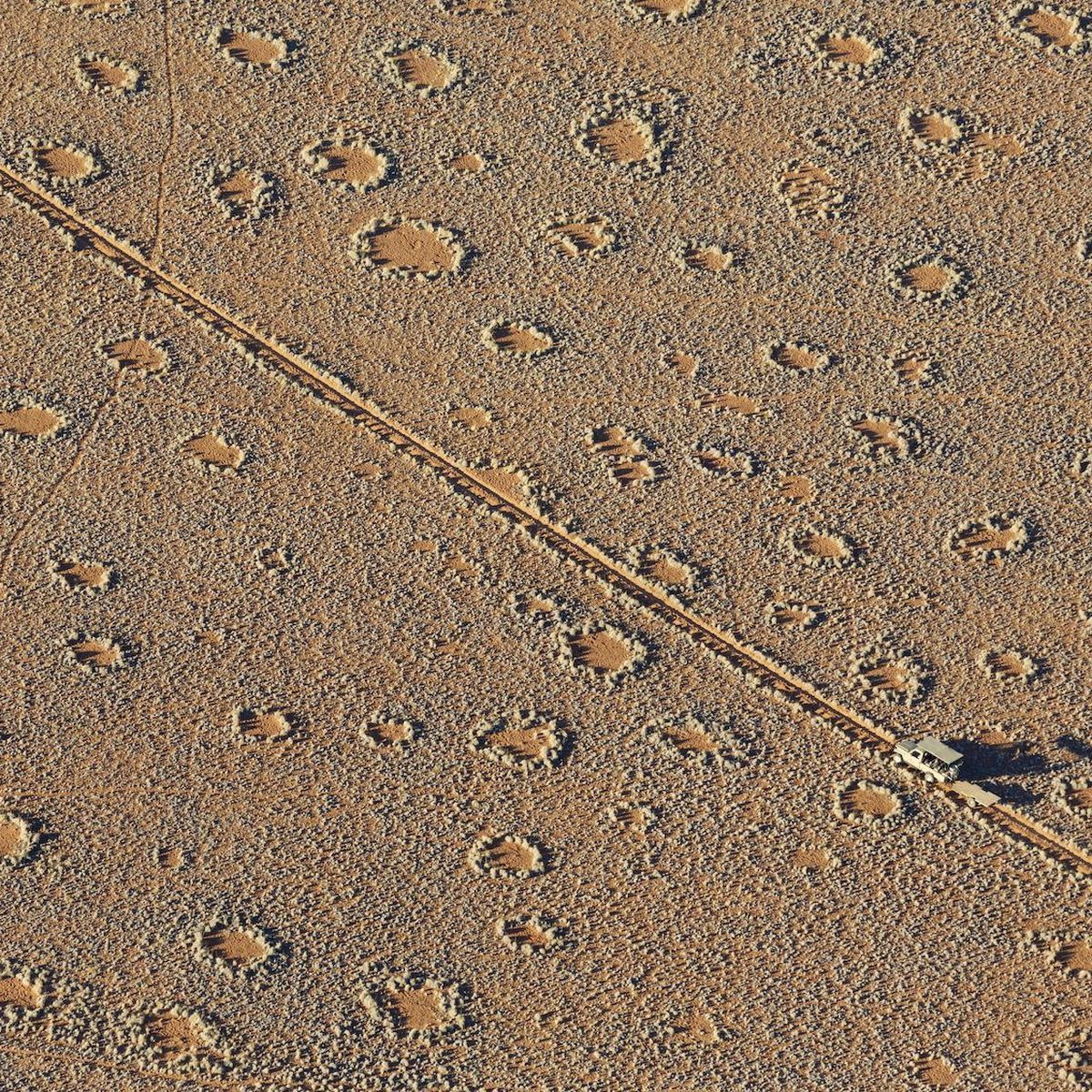 Termites as cause of fairy circles in Namib Desert confirmed