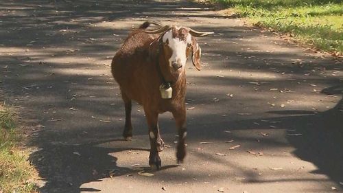 The goat hospitalised the man in the Blue Mountains.