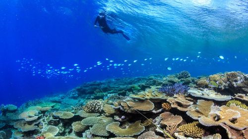 Photos of the Great Barrier Reef affected by mass bleaching in 2016