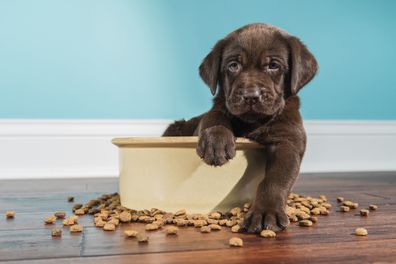 Labrador puppy sitting in bowl of food 