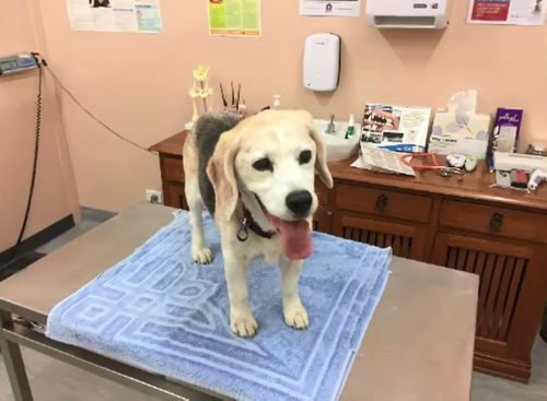 Carrie's dog Valentine was injured by another dog and treated at the local vet.