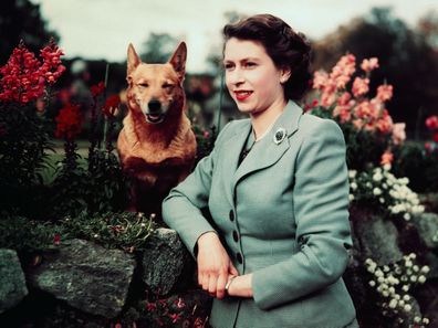 The Queen with a corgi in 1952