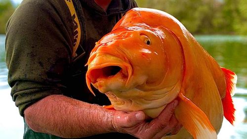 A British fisherman has reeled in a massive goldfish weighing more than 30kg.