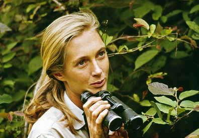 Still of Jane Goodall in television special "Miss Goodall and the World of Chimpanzees" broadcast in 1965.