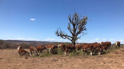 Drought Australia NSW assistance money fodder handouts Coonabarabran