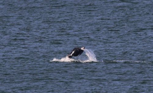 Pirotta said the curved tail does not appear to impact the whale's ability to migrate. 