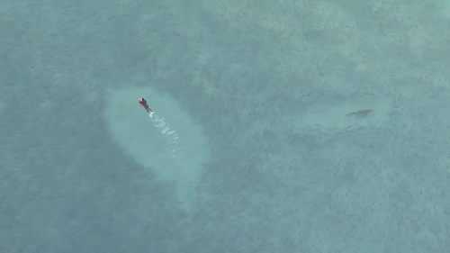 Surfers and swimmers were circled by sharks feasting on fish at Bondi this morning.