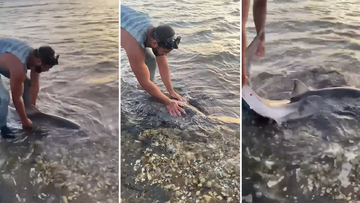 A not-so-great white shark has been rescued off the NSW South Coast. Locals walked the baby shark back into the water after it struggled to find its strength to pull itself in.
