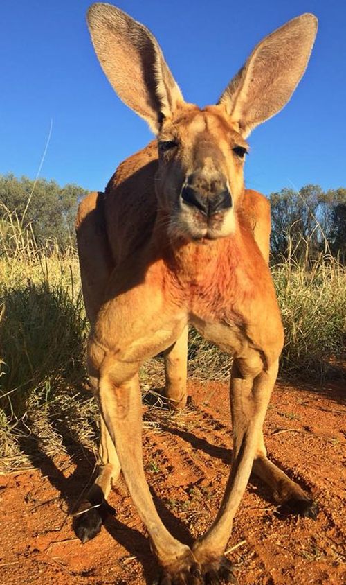the Kangaroo Sanctuary Alice Springs announced the 12-year-old's passing in a post on Facebook