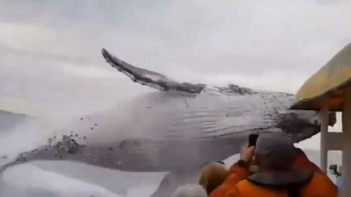 Whale watchers were quick to get out their cameras to capture the incredible moment. (9NEWS)