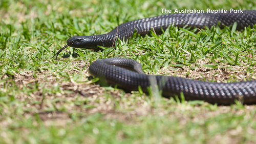 Venomous snake threat increases as weather warms up