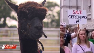 The world famous battle to save Geronimo the alpaca.