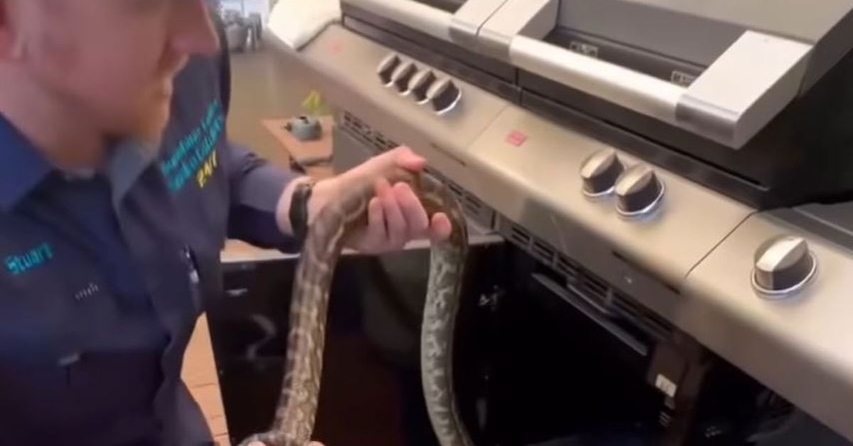 Snake catcher's summer warning after finding huge python hidden inside ...
