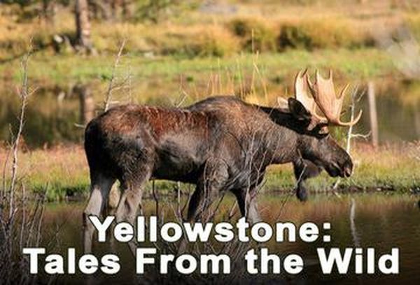 Yellowstone