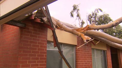 The branch came crashing down just before 10am today. (9NEWS)