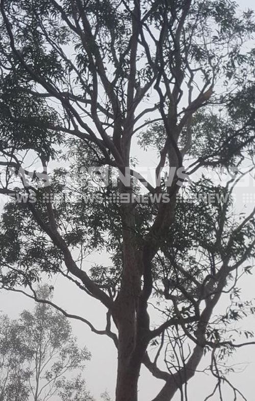 The balloon smashed into this gum tree. (Supplied)