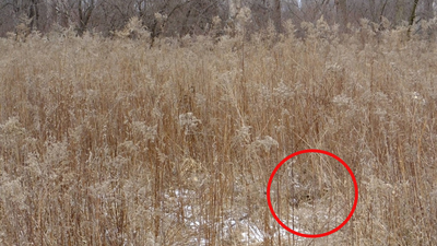 Camouflaged animals hiding in plain sight