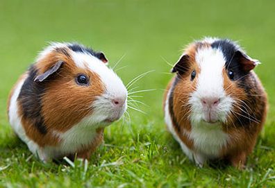 Domestic guinea pigs (Getty)