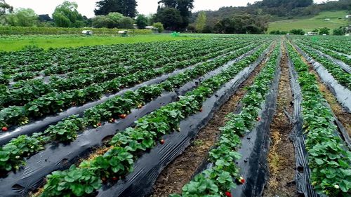 Flourishing strawberry punnets ready for summer.