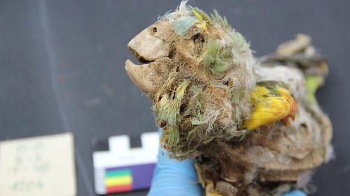 These ancient Americans mummified parrots. No one knows why